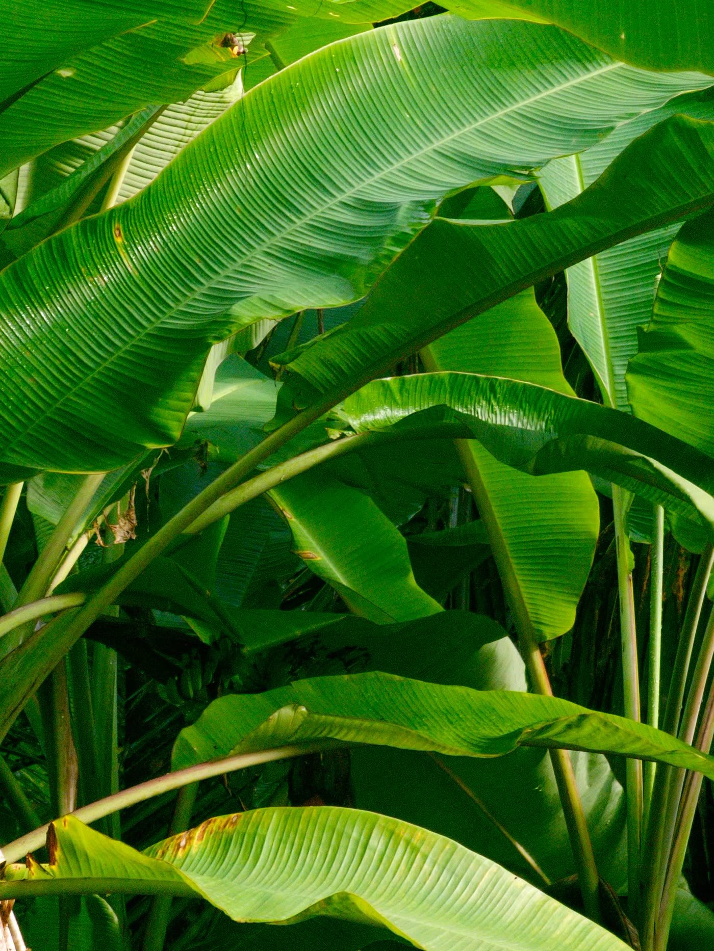 The Tropical Surround