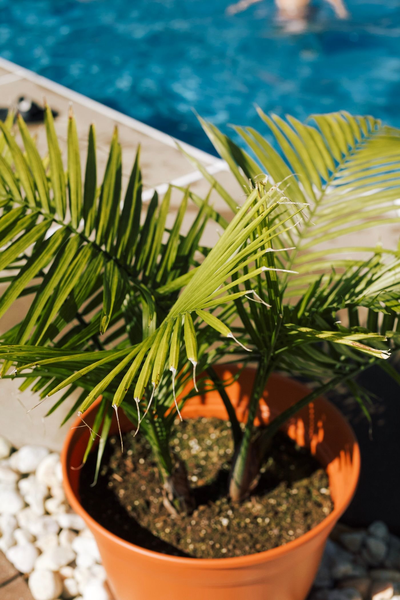 Above ground pool landscaping ideas: potted tropical plant beside a swimming pool