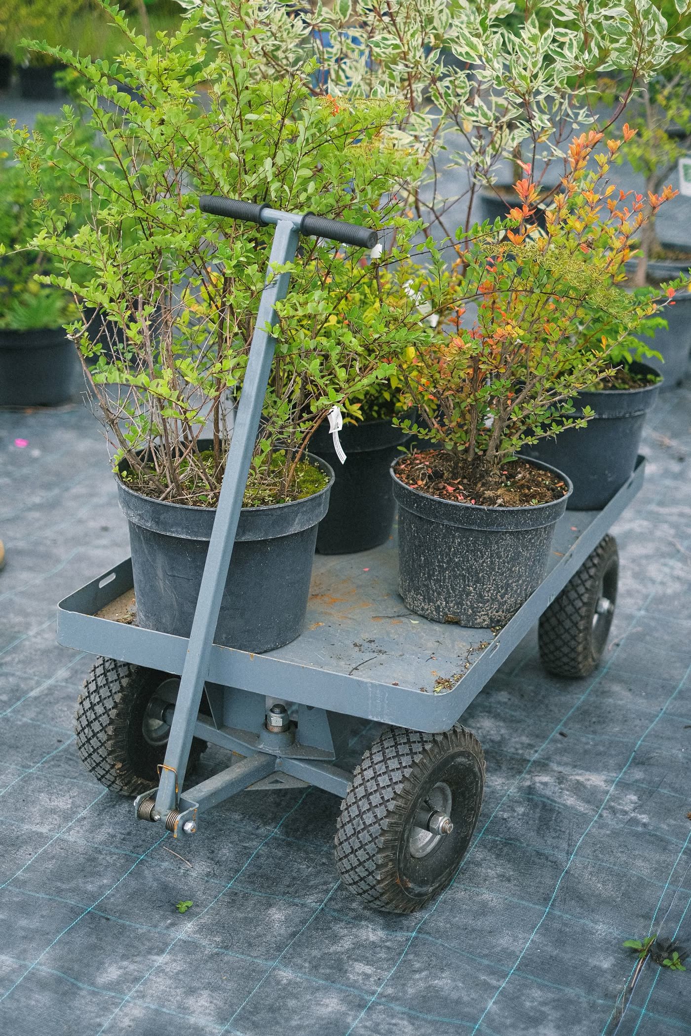 The Rolling Cart