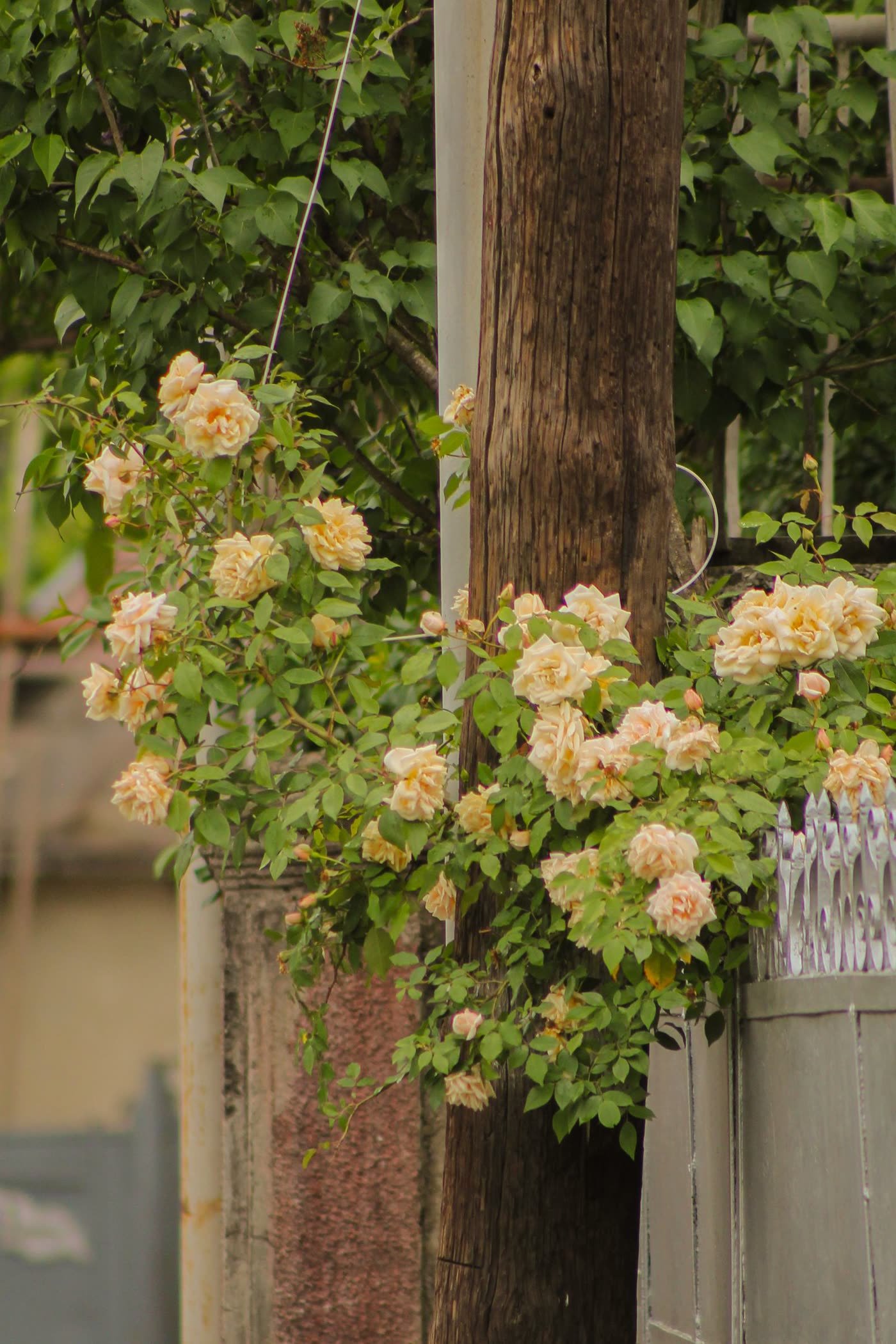 Climbing Roses on the Fence
