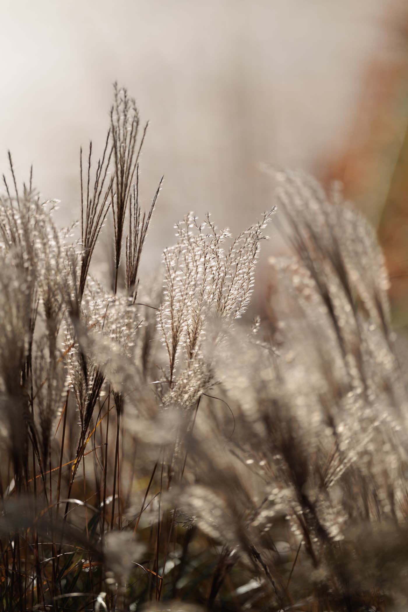 Ornamental Grass Border