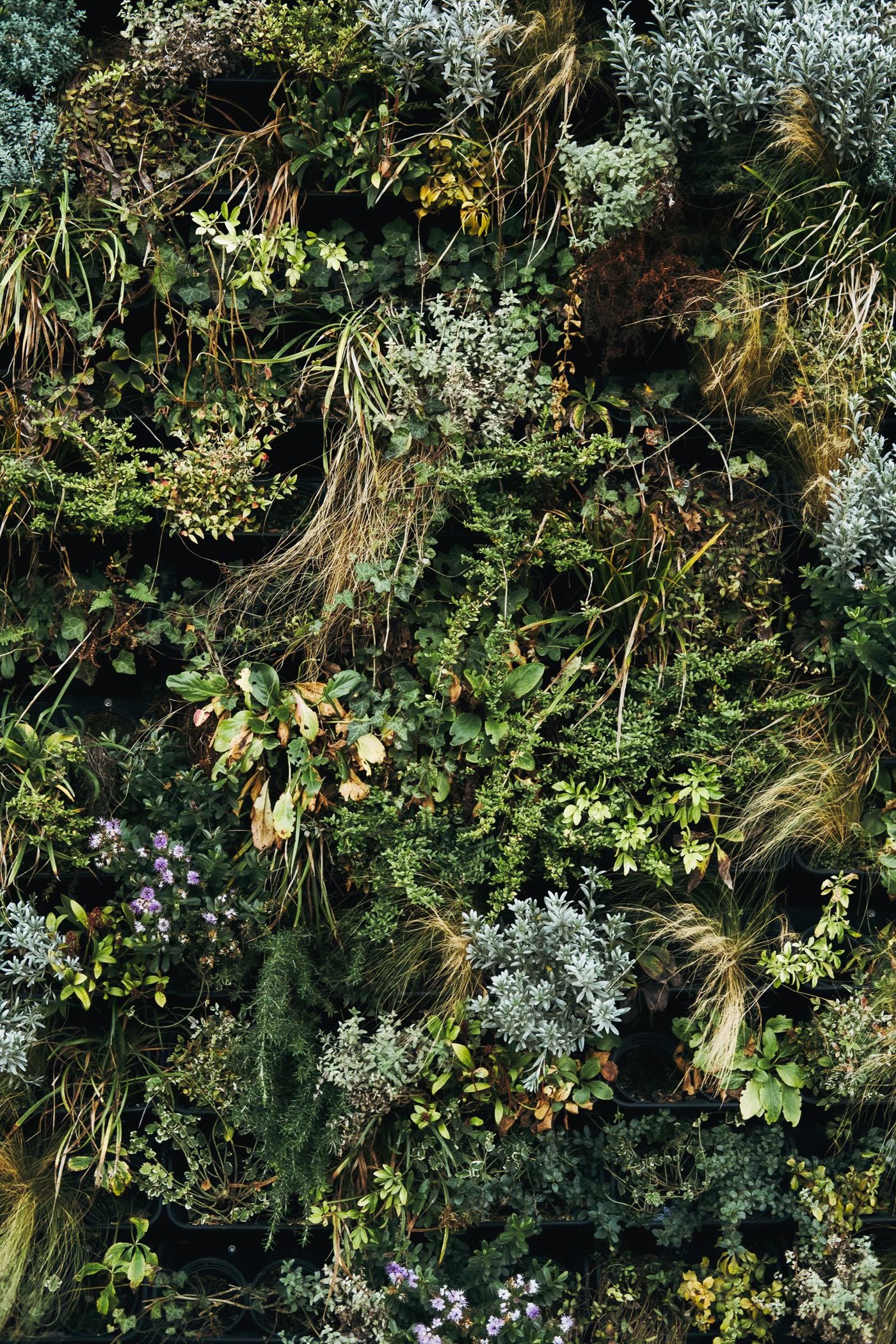 Mixed Shrub Border