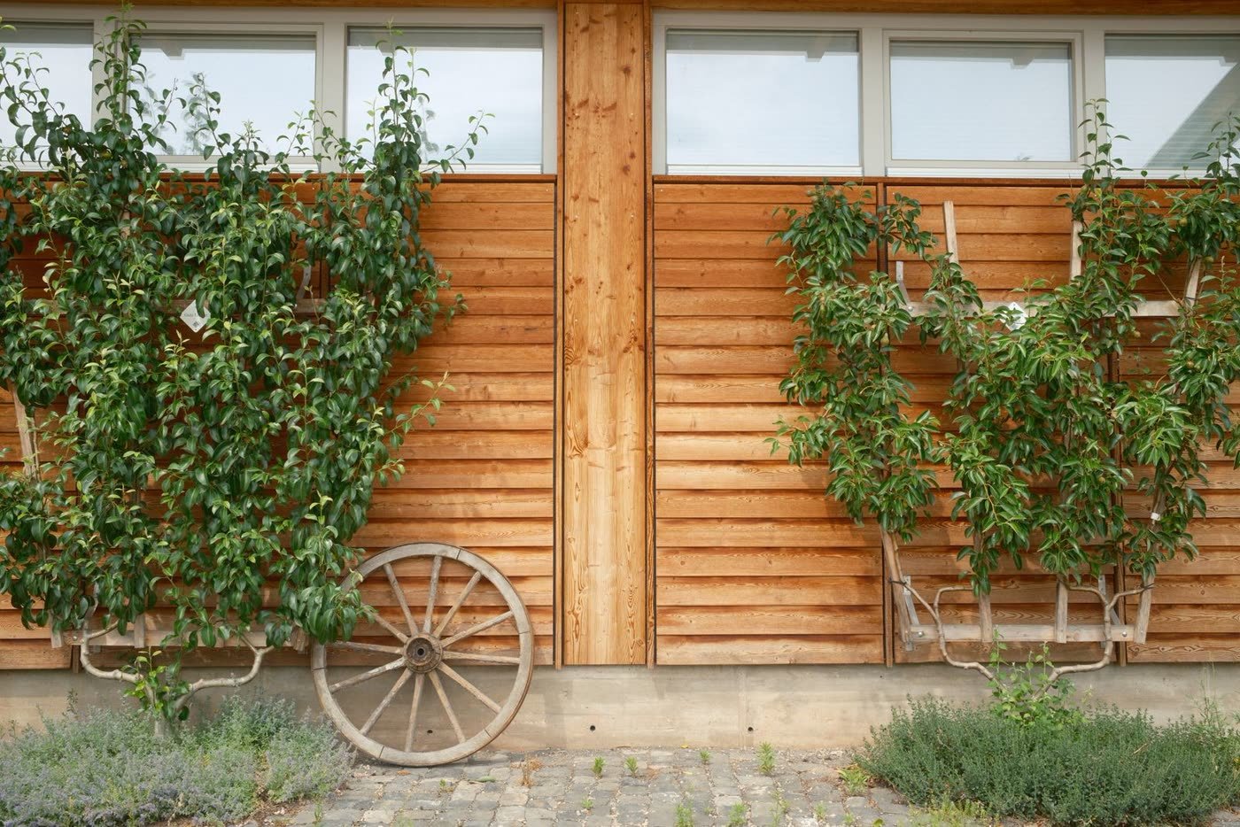 Espalier Fruit Trees