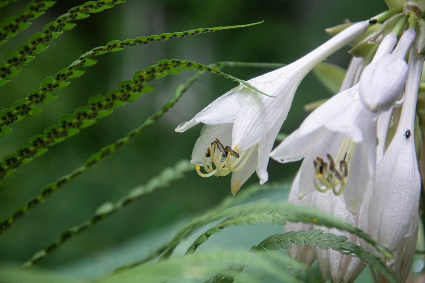 Shade-Tolerant Hostas and Ferns