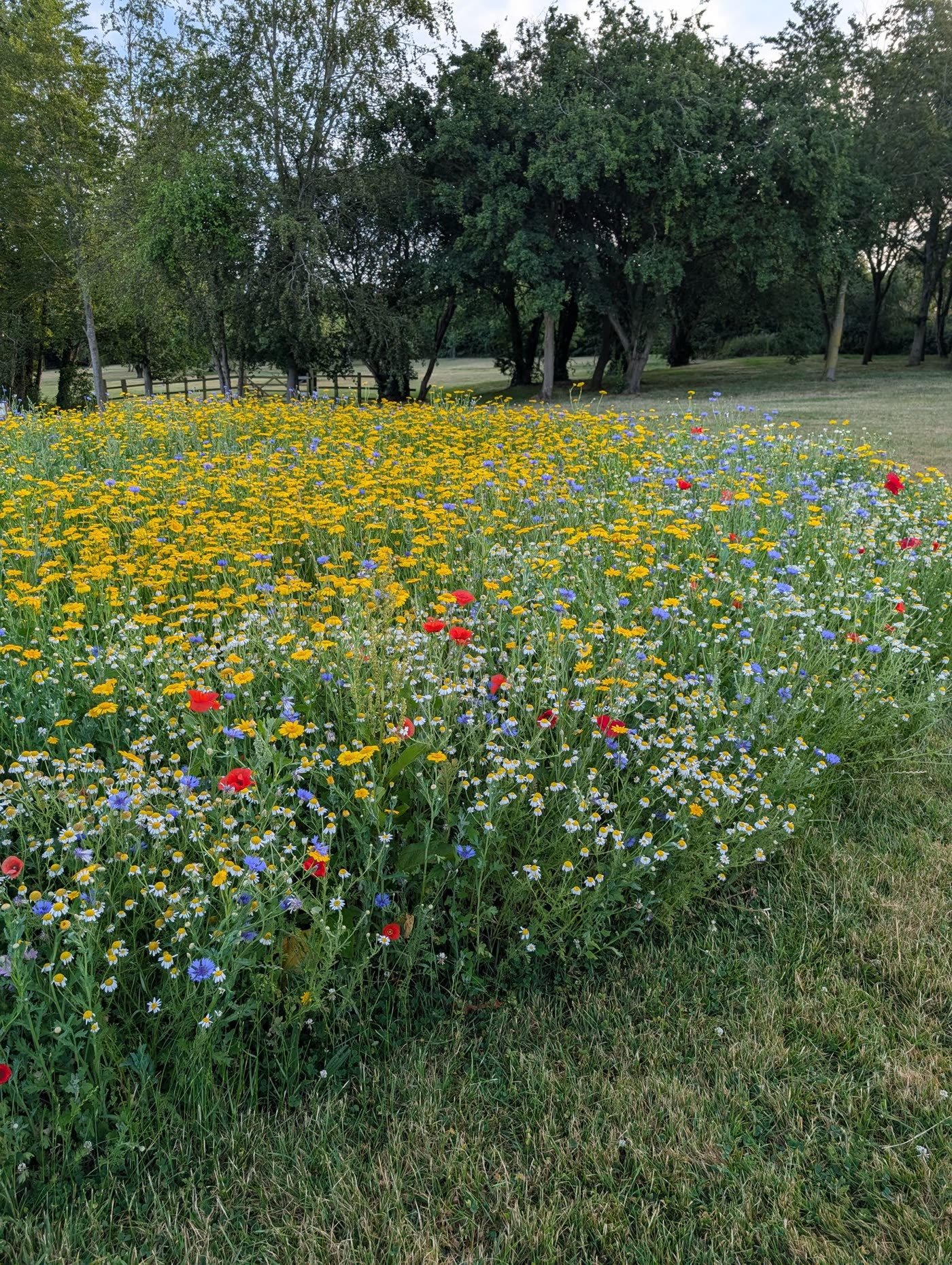 Wildflower Strip