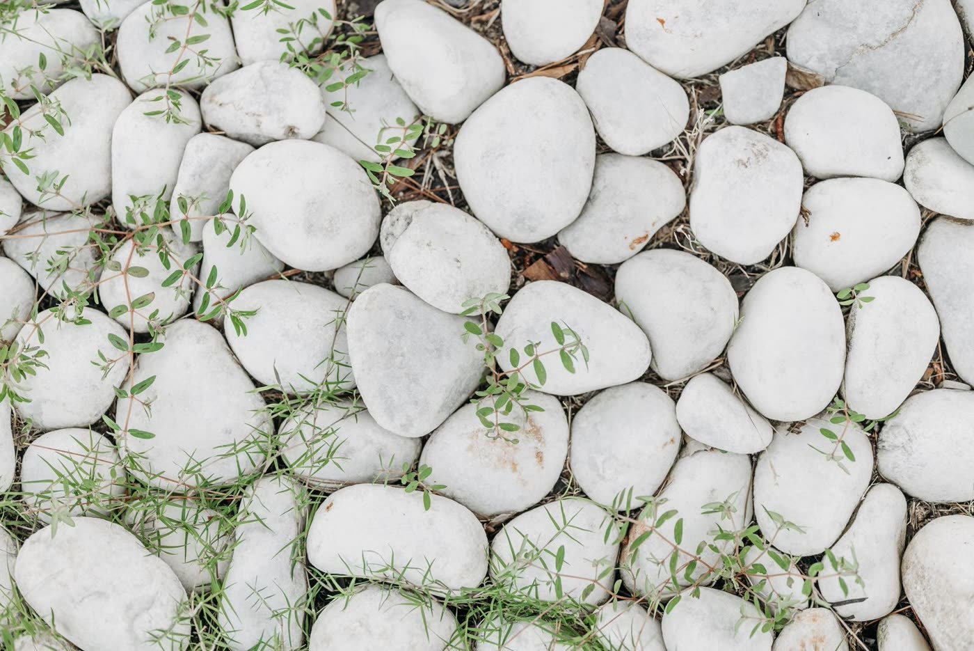 Stone Edging + Groundcover
