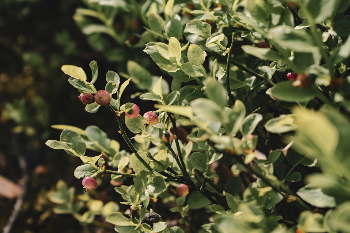 Berry Bushes