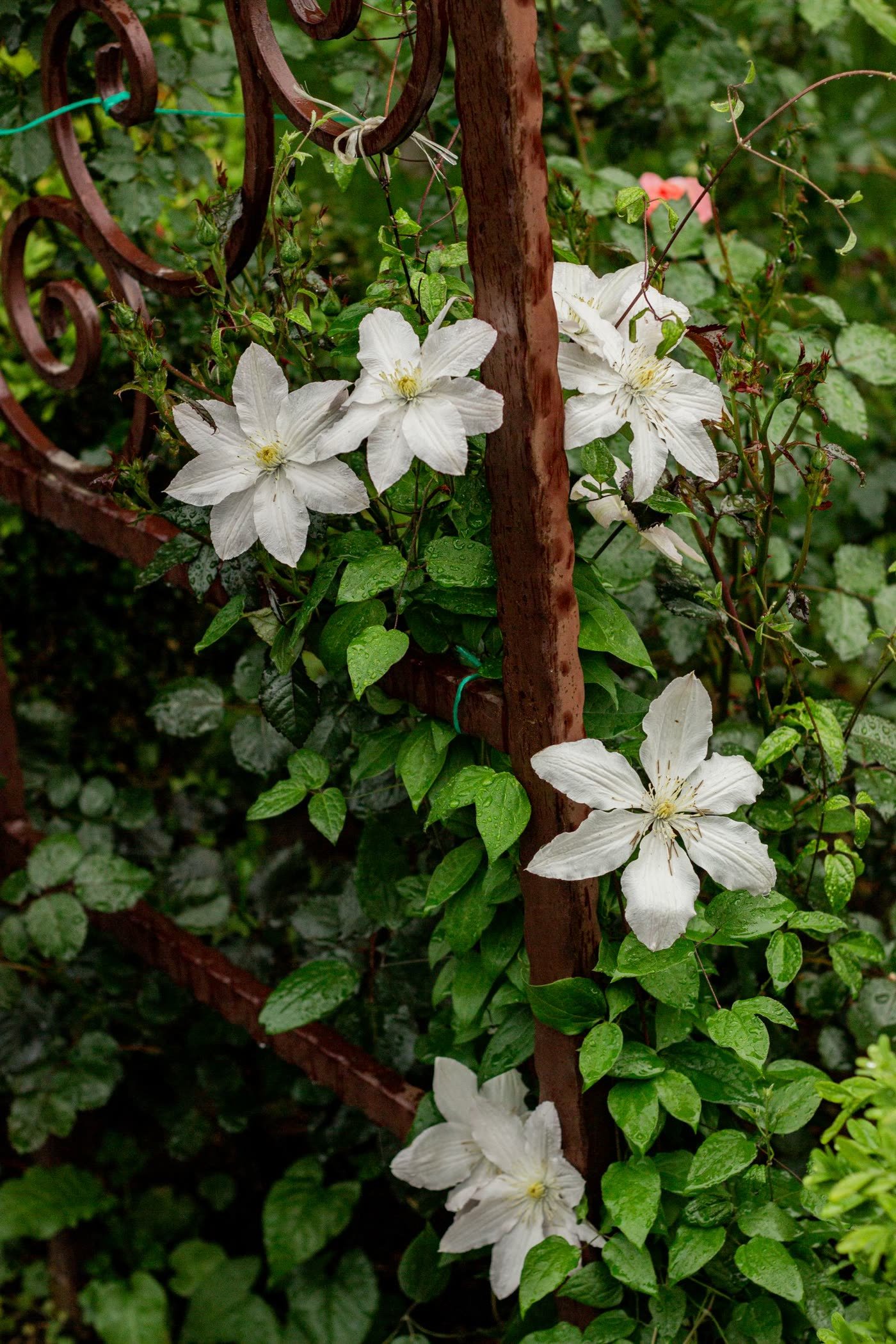 Trellis Panels with Clematis