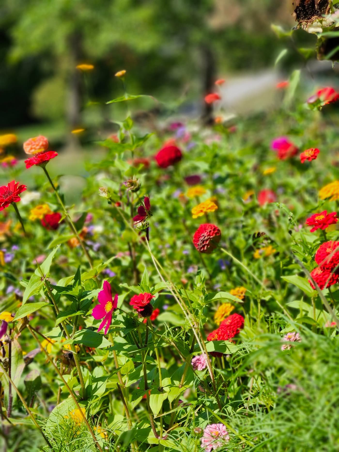 Sow a Wildflower Patch