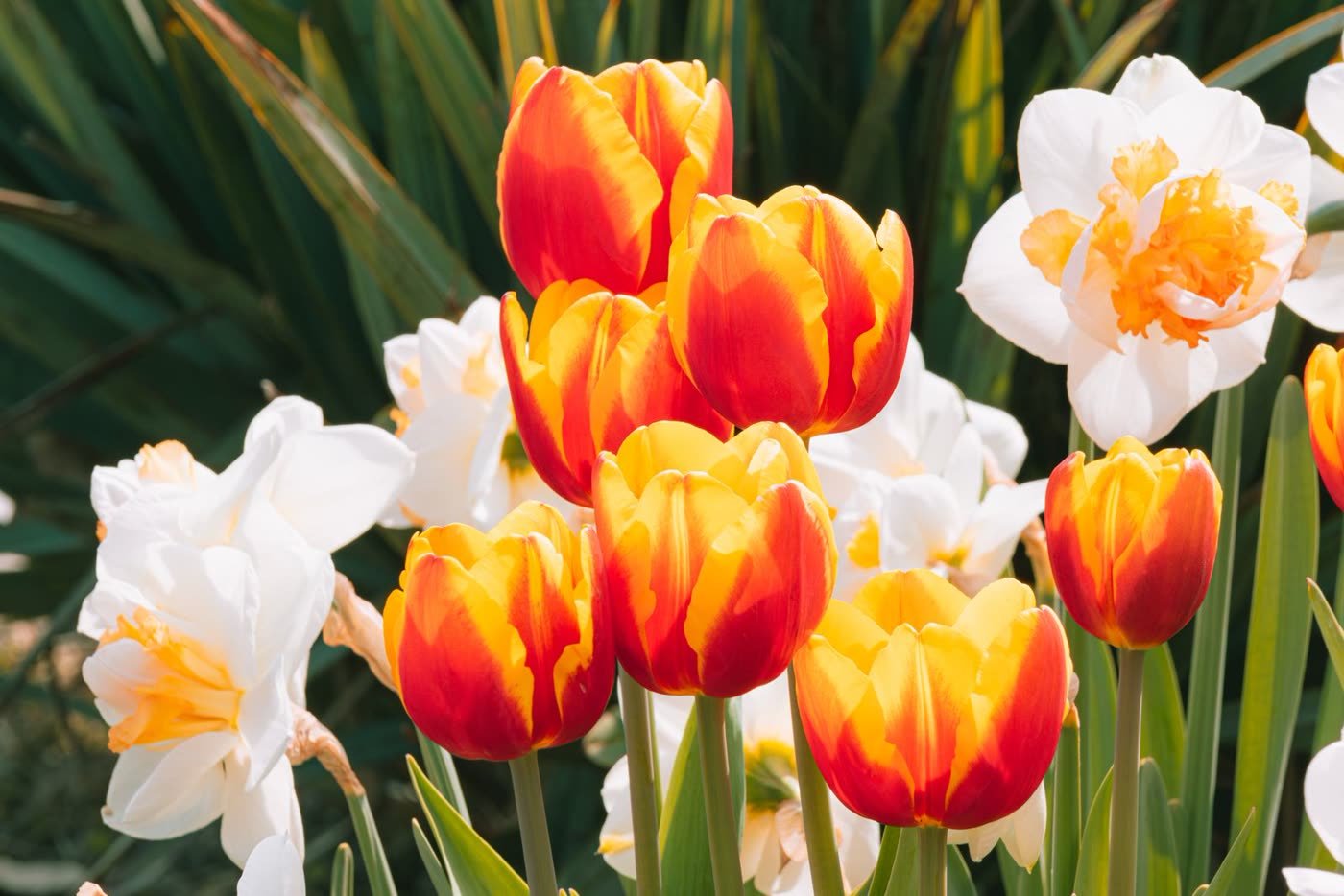 Plant Spring Bulbs in Fall