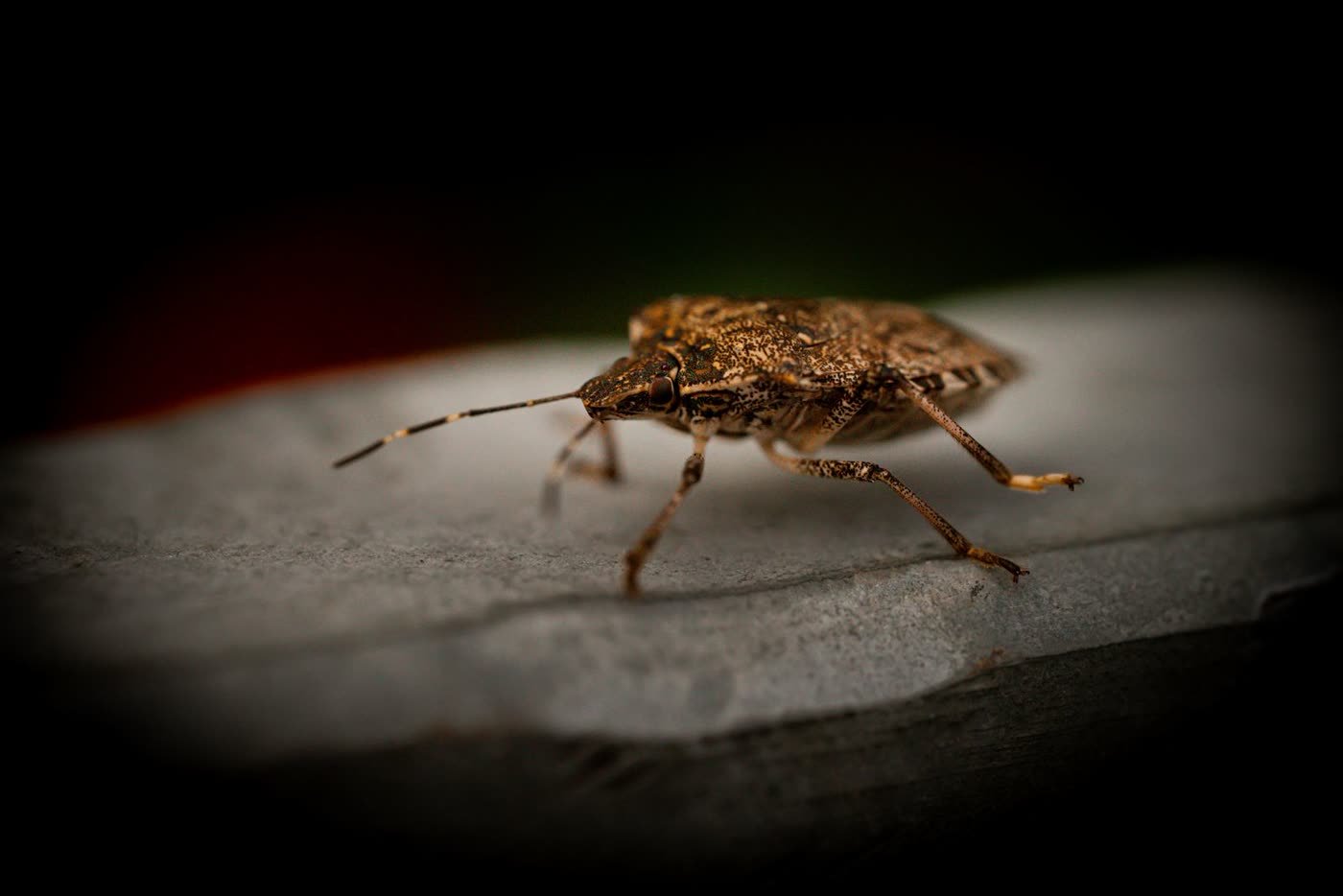 Bug Control on the Cheap
