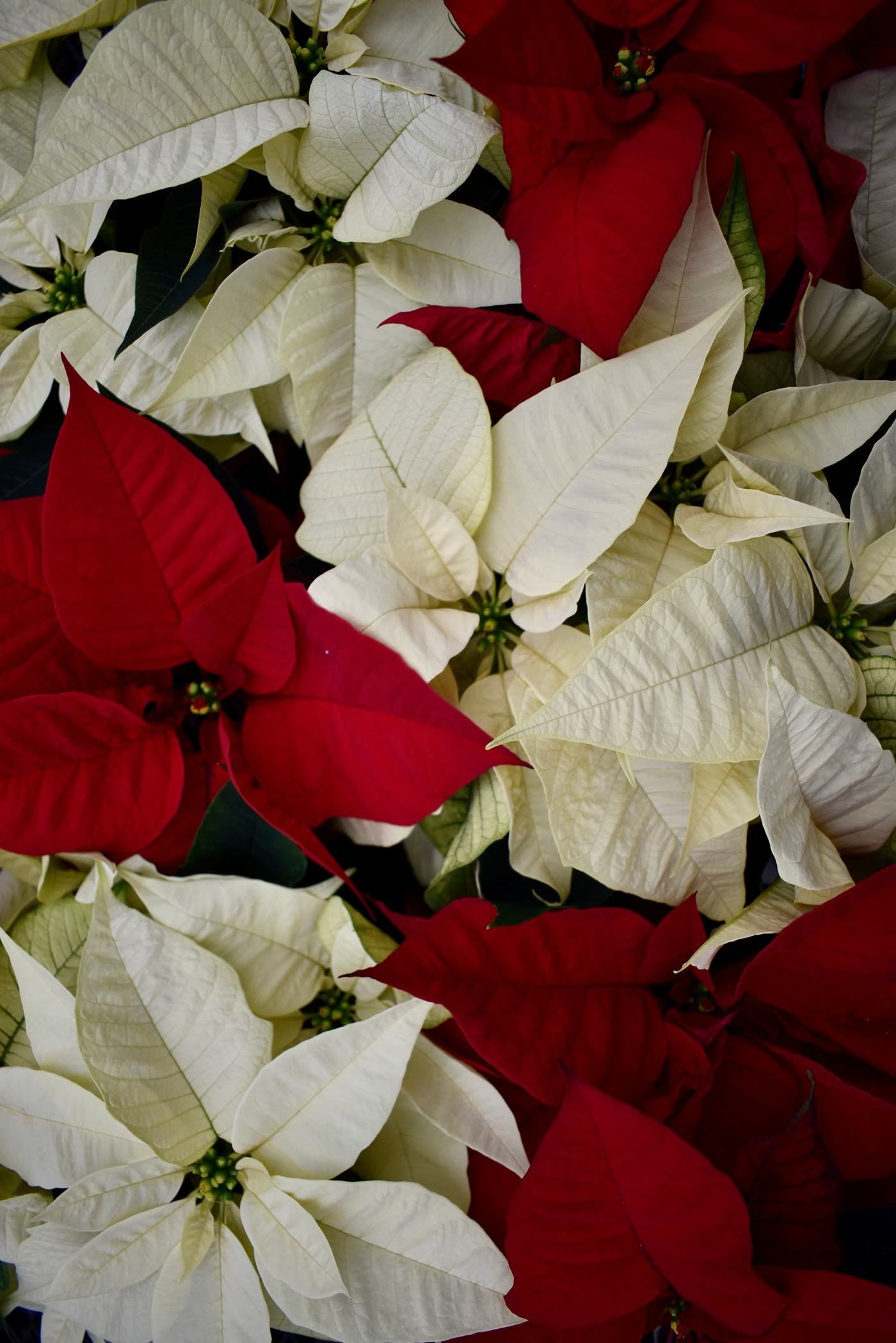 Fill Buckets With Poinsettias