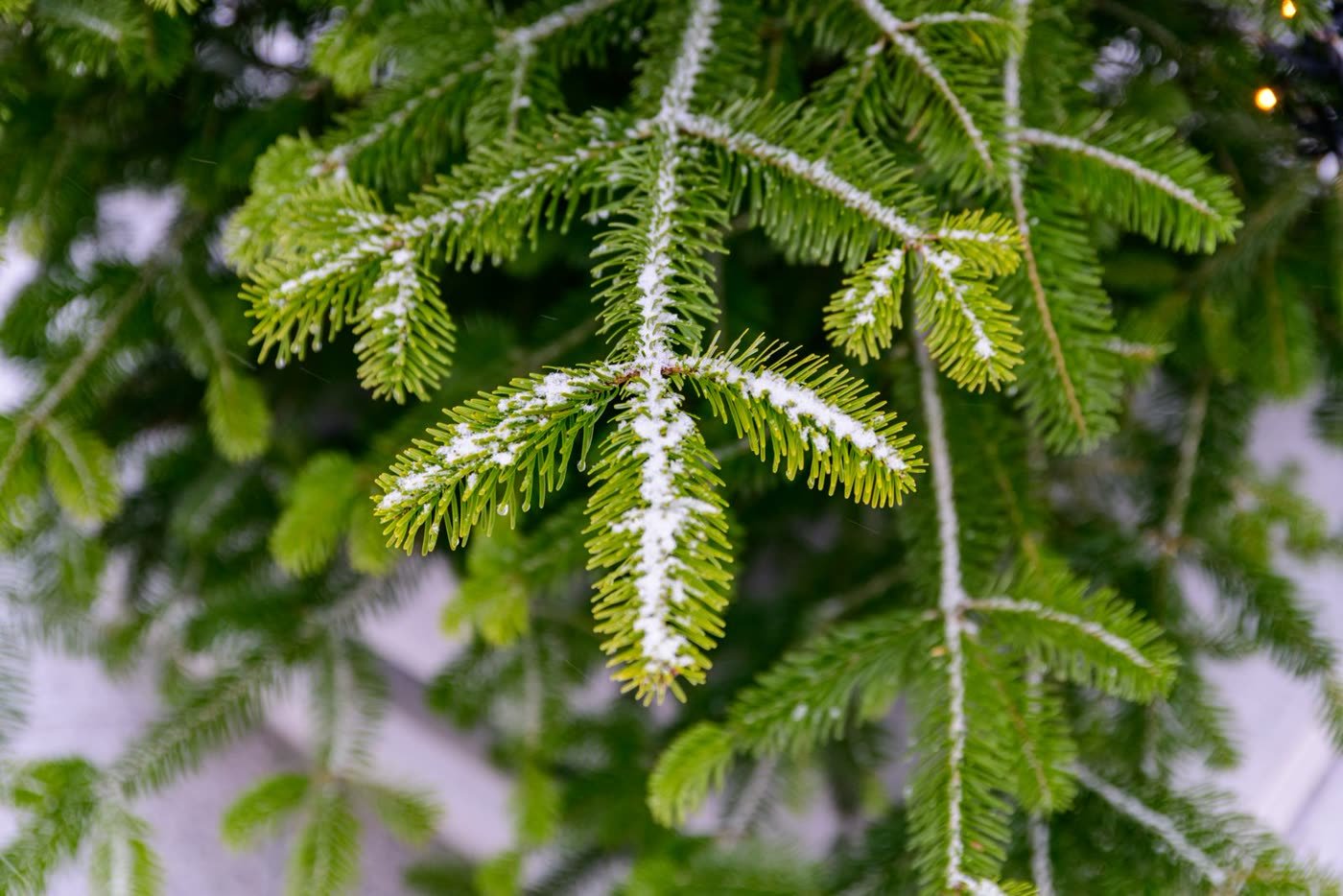 Pot Snow-Dusted Evergreen Planters