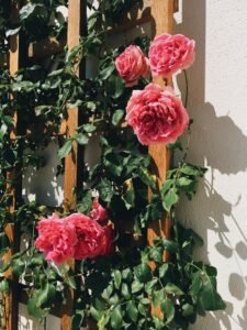 diy climbing rose trellis - Cozy Patio Home
