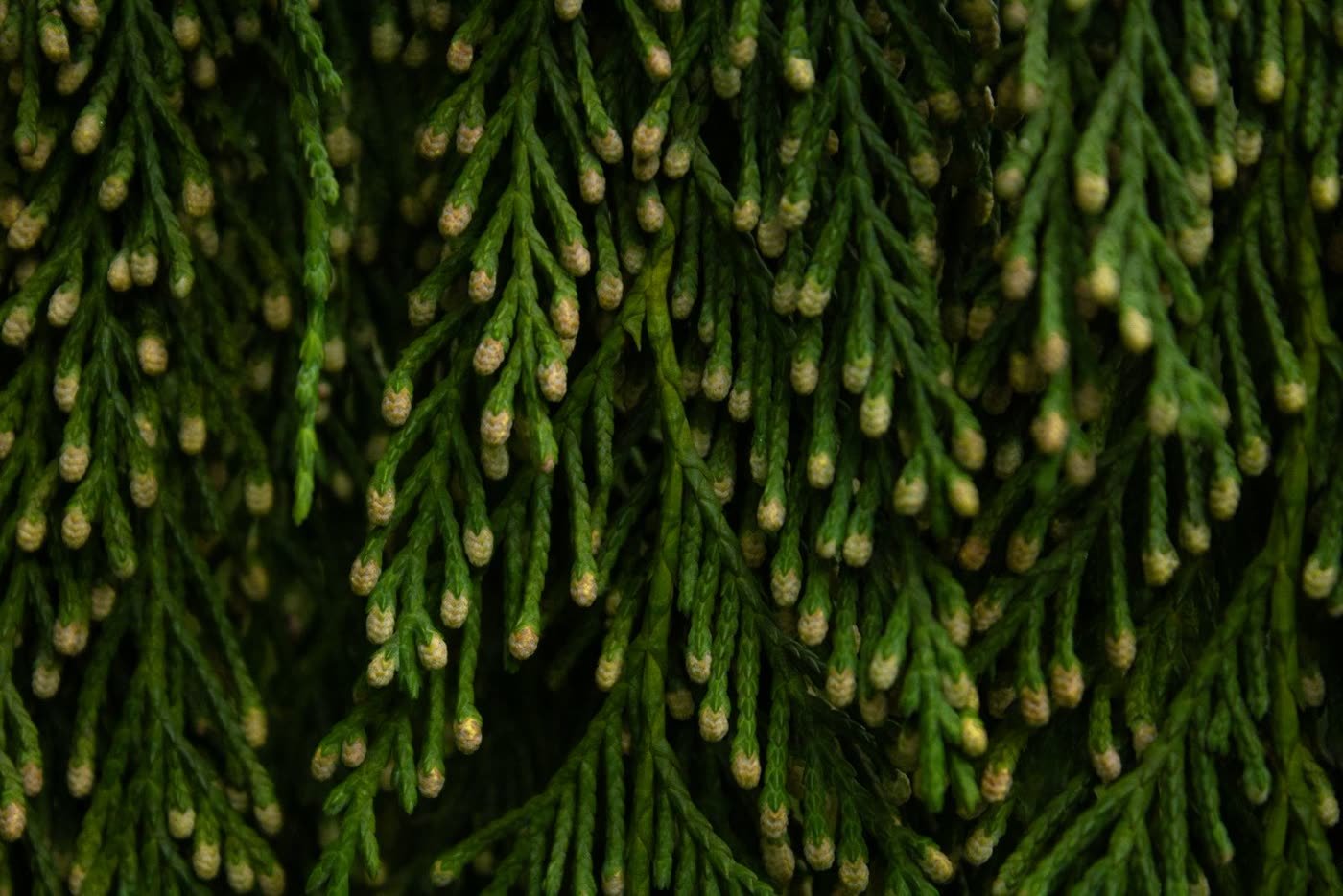 Cedar Obelisk