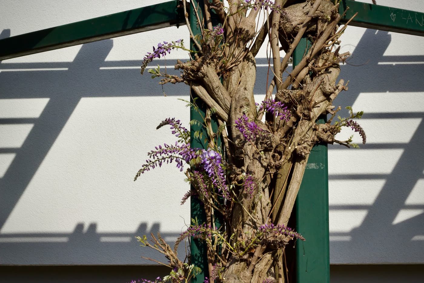 Fan Trellis Against a Wall
