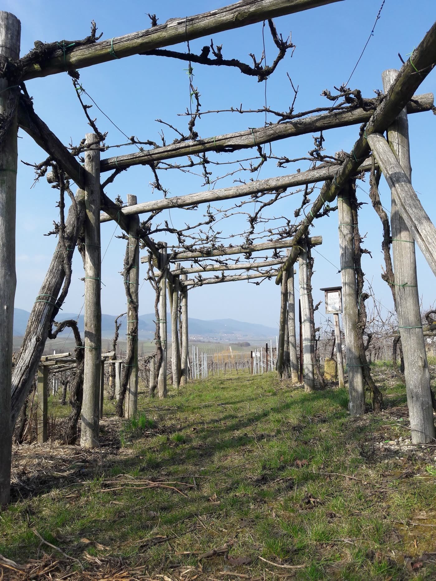 A-Frame Trellis