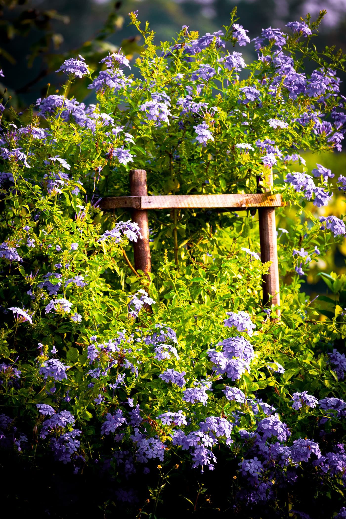 Ladder Trellis