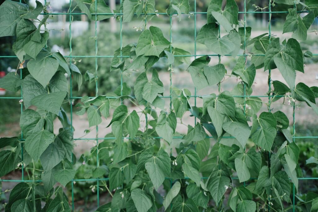 diy garden trellis ideas - Cozy Patio Home