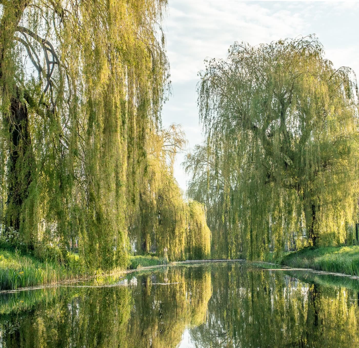 Living Willow Trellis