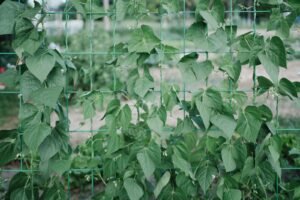 diy garden trellis ideas - Cozy Patio Home