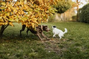 dog friendly backyard ideas - Cozy Patio Home