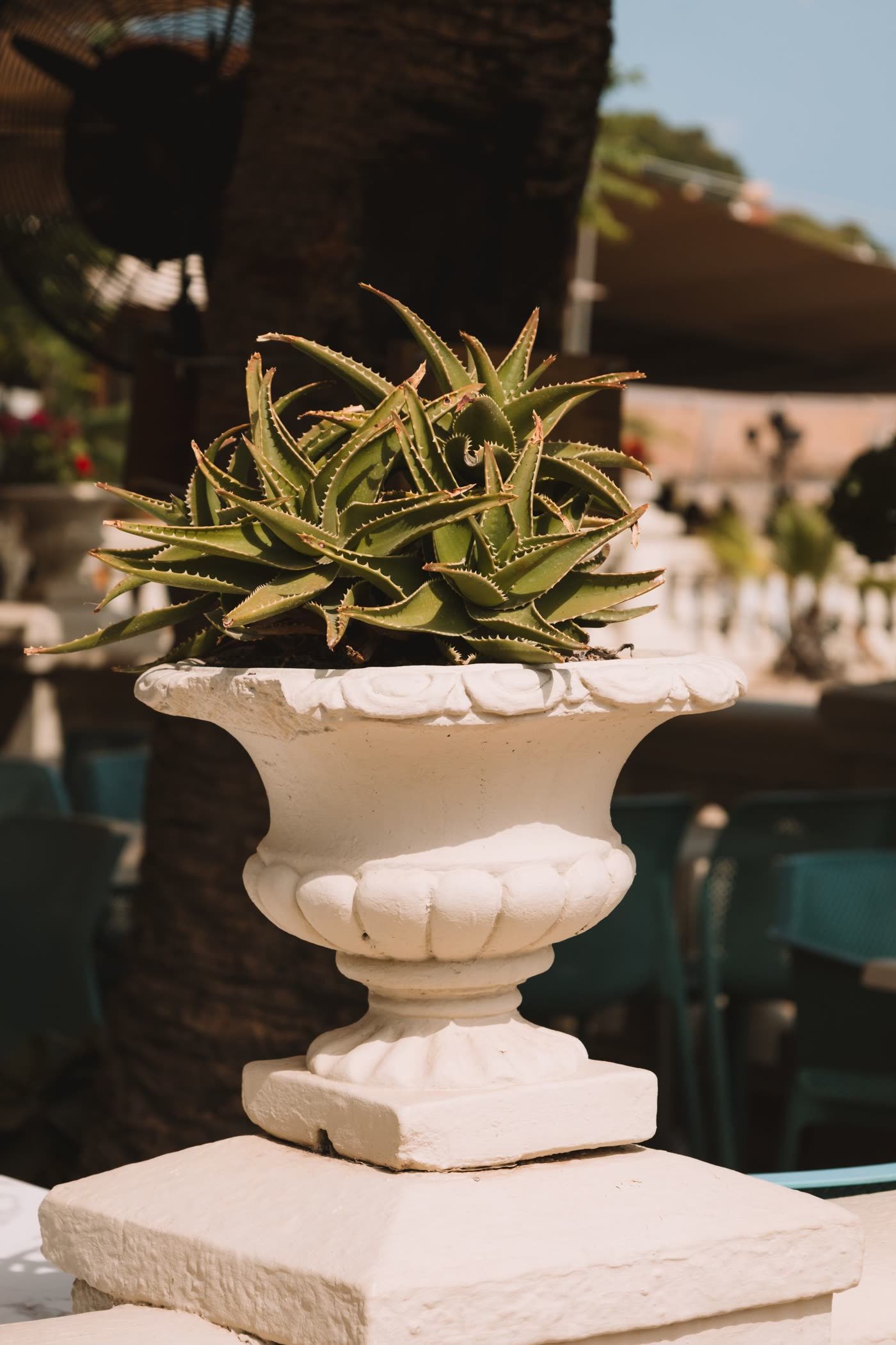 Oversized Urn, Single Statement Plant