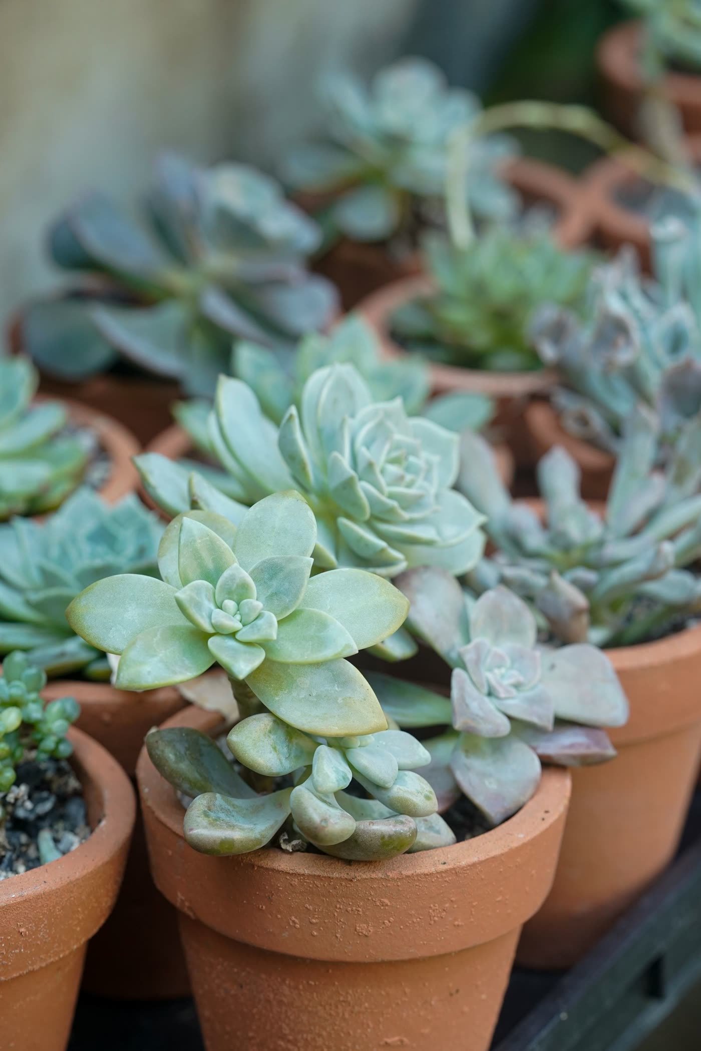 Terra Cotta Cluster in Odd Numbers
