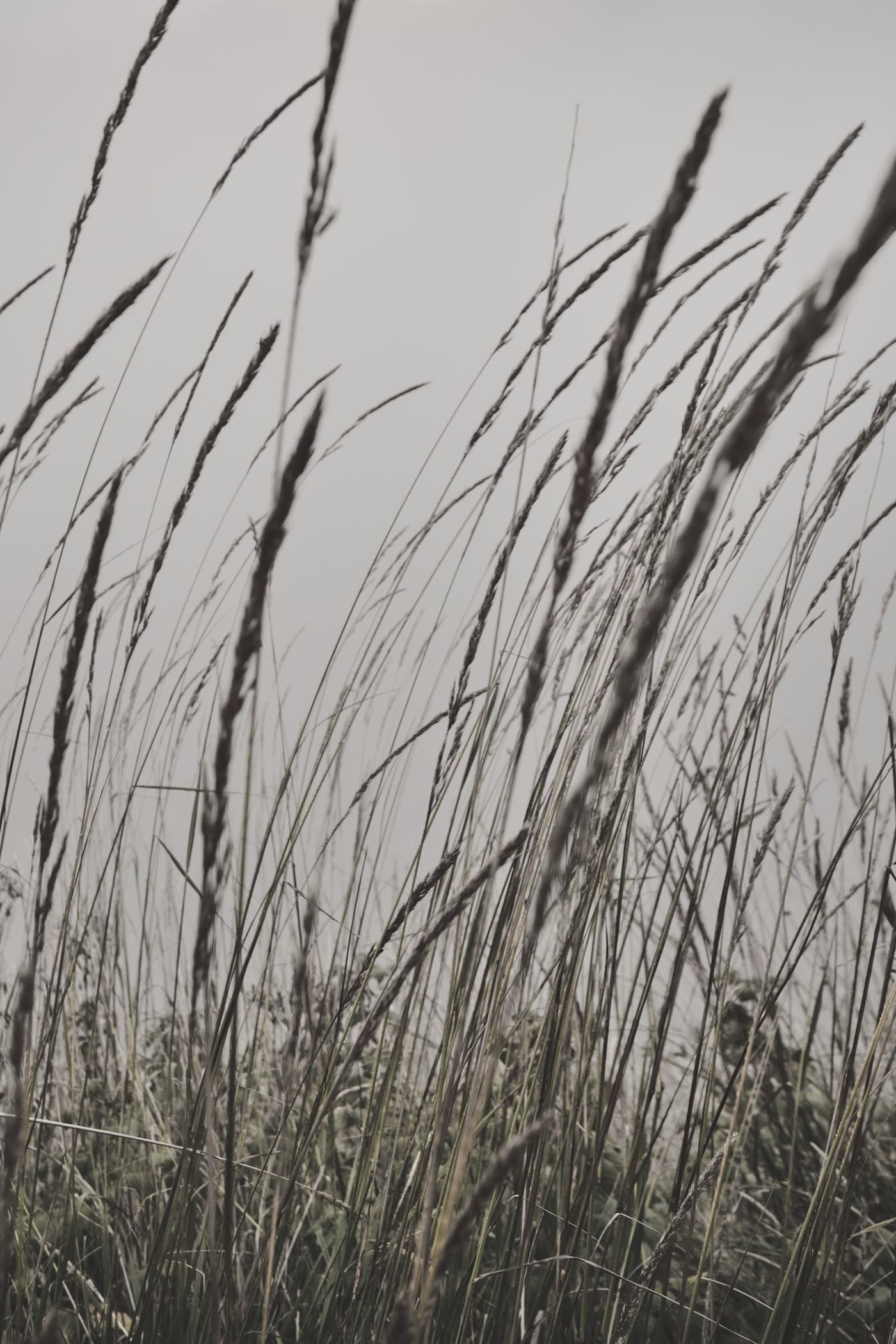 Tall Grasses for Movement