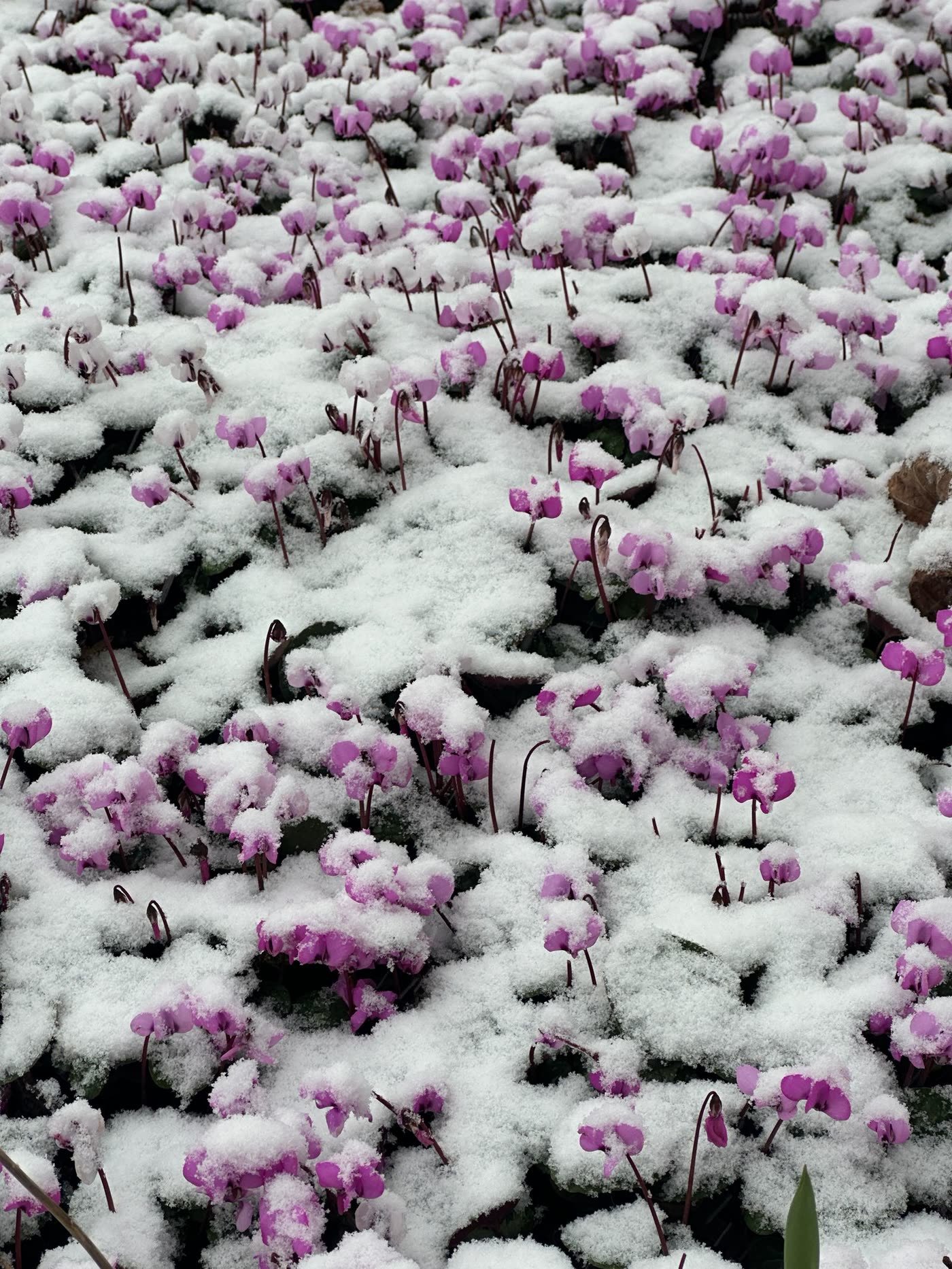 Winter Interest: No Flowers Required