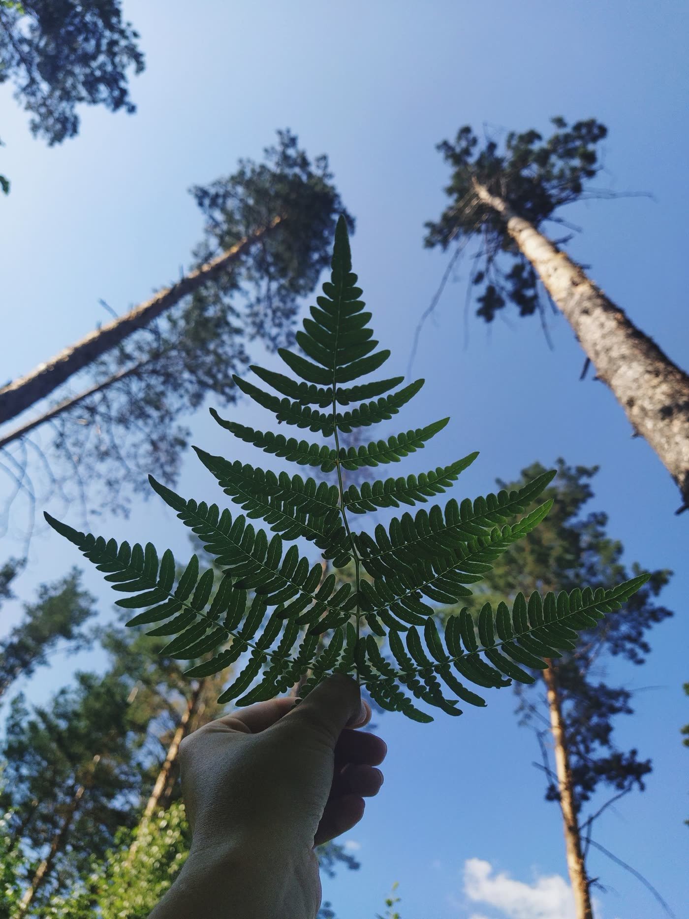 One Giant Fern, Nothing Else