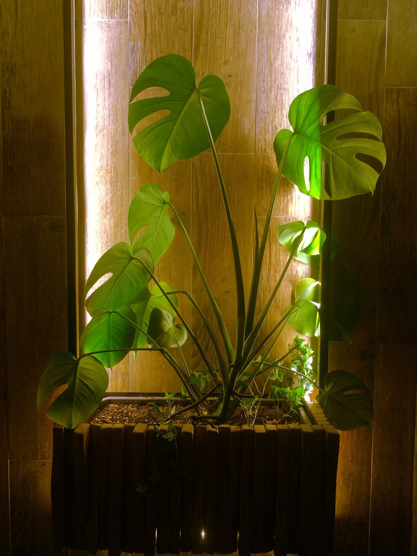 Night-Lighting in the Planter