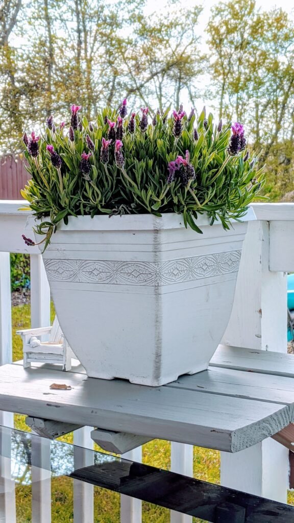 how to make a lavender topiary - Cozy Patio Home