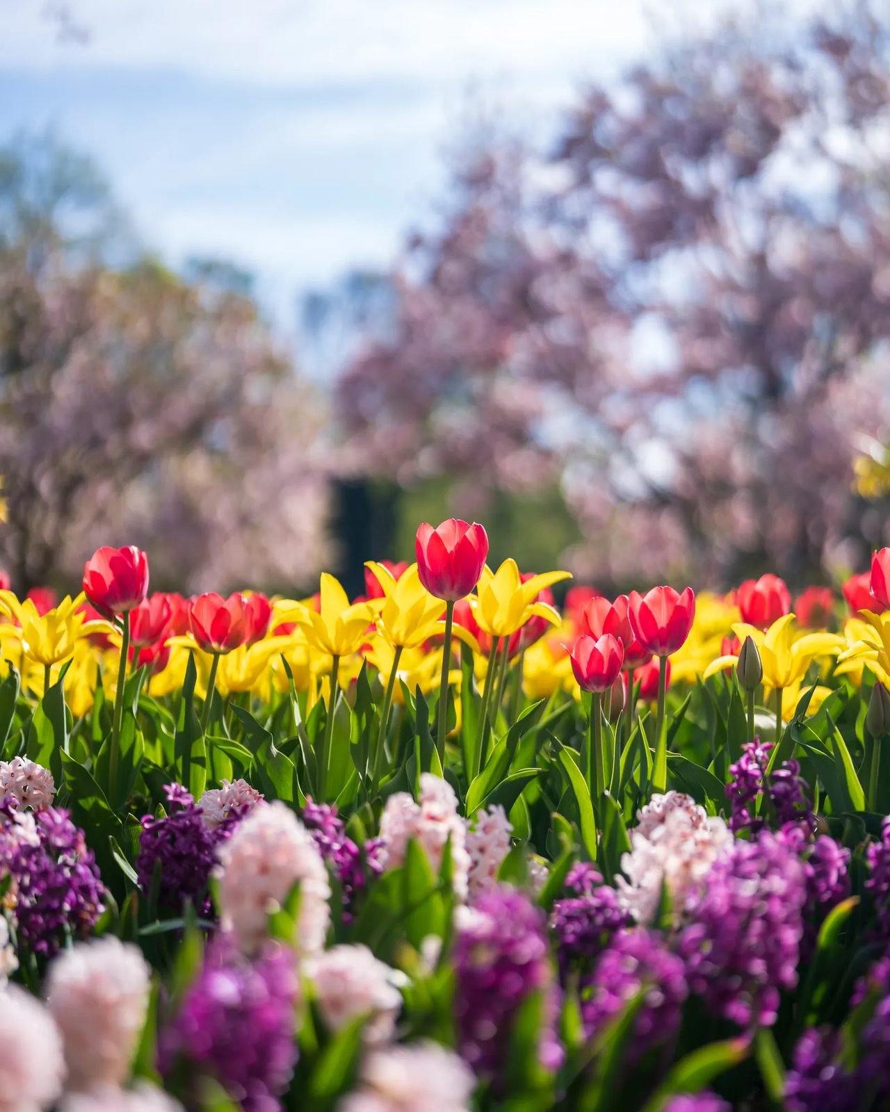 Colorful tulips blooming in a spring garden