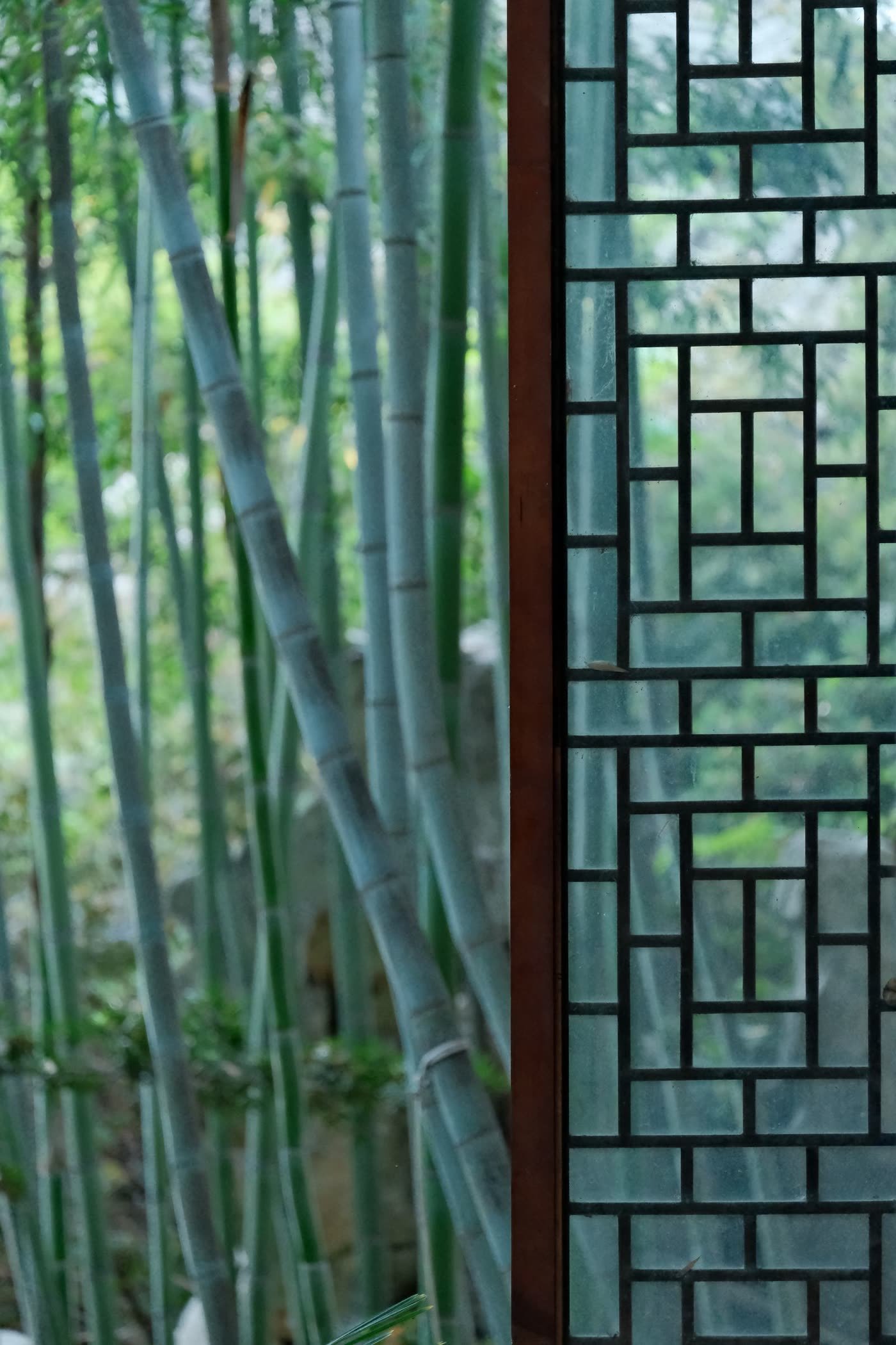Bamboo Screening in Planters
