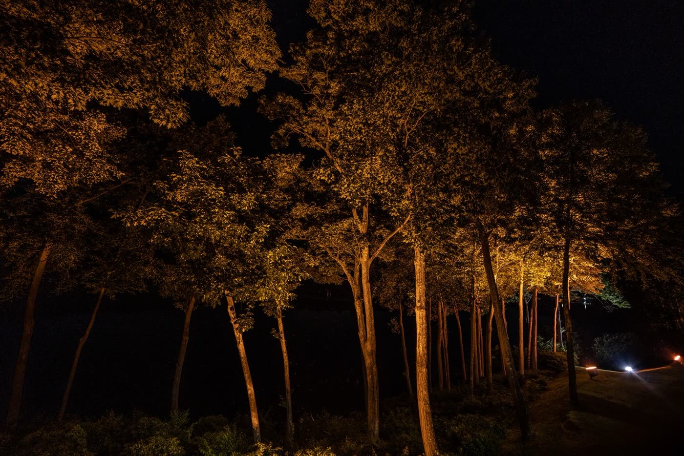 Uplighting Nearby Trees