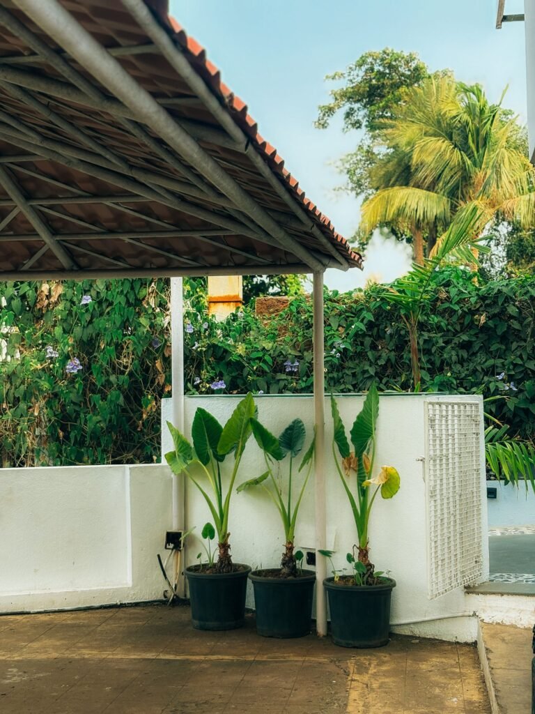 Patio privacy ideas — tall potted plants forming a privacy barrier