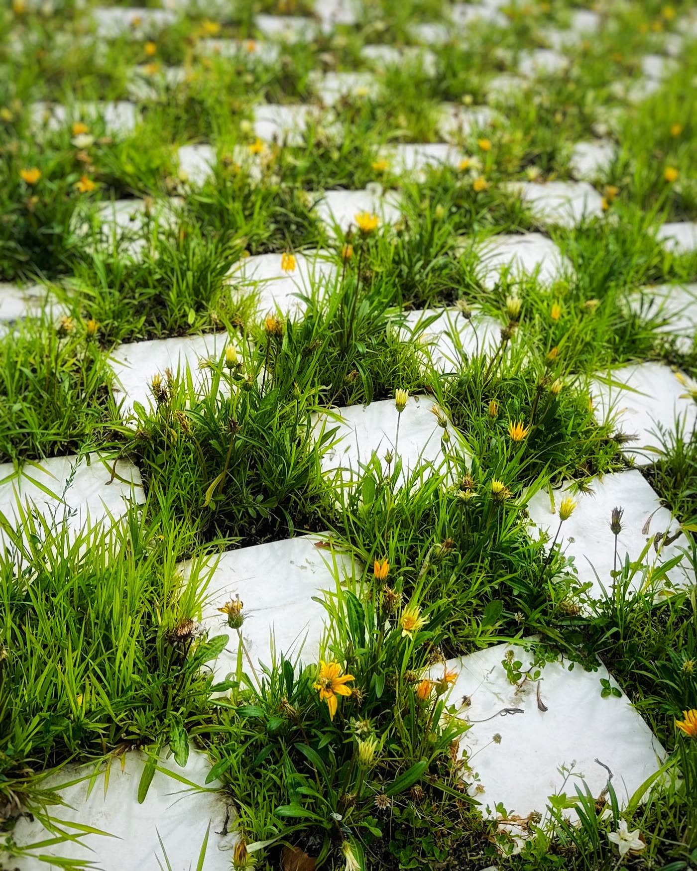 Grass-Joint Grid Pavers