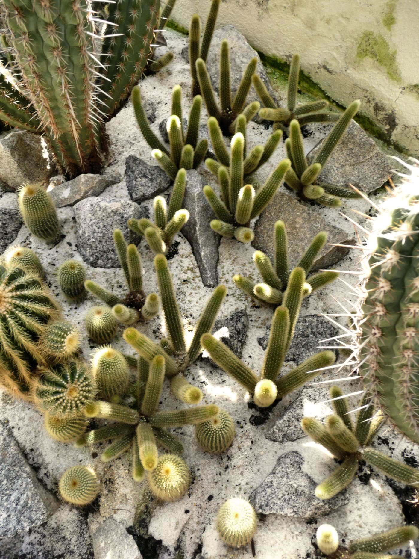 One Statement Plant, Not Twenty Small Ones