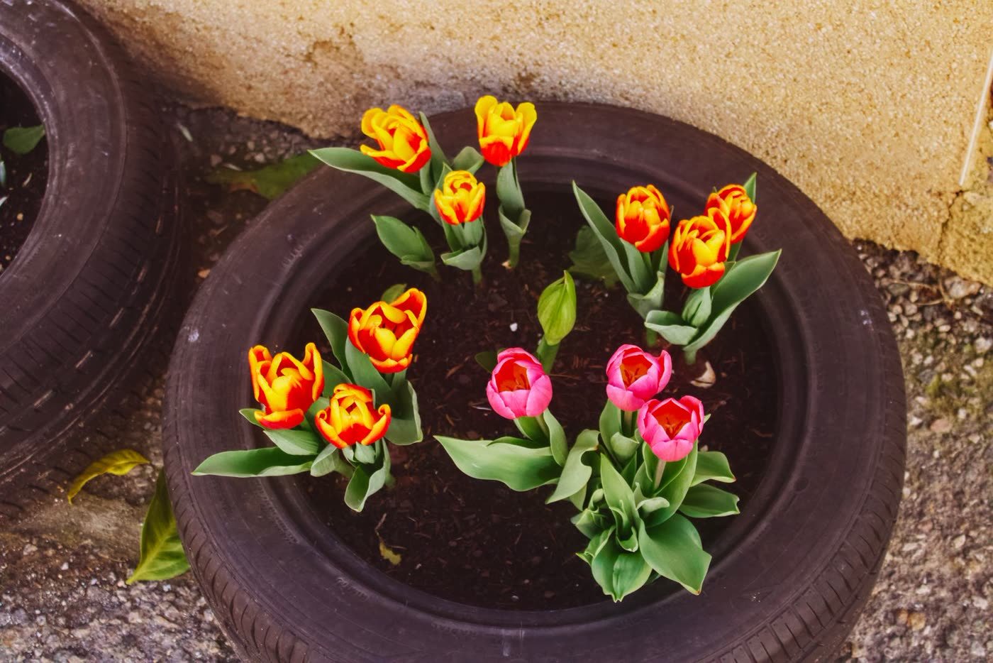 Tire Planters Painted Bright