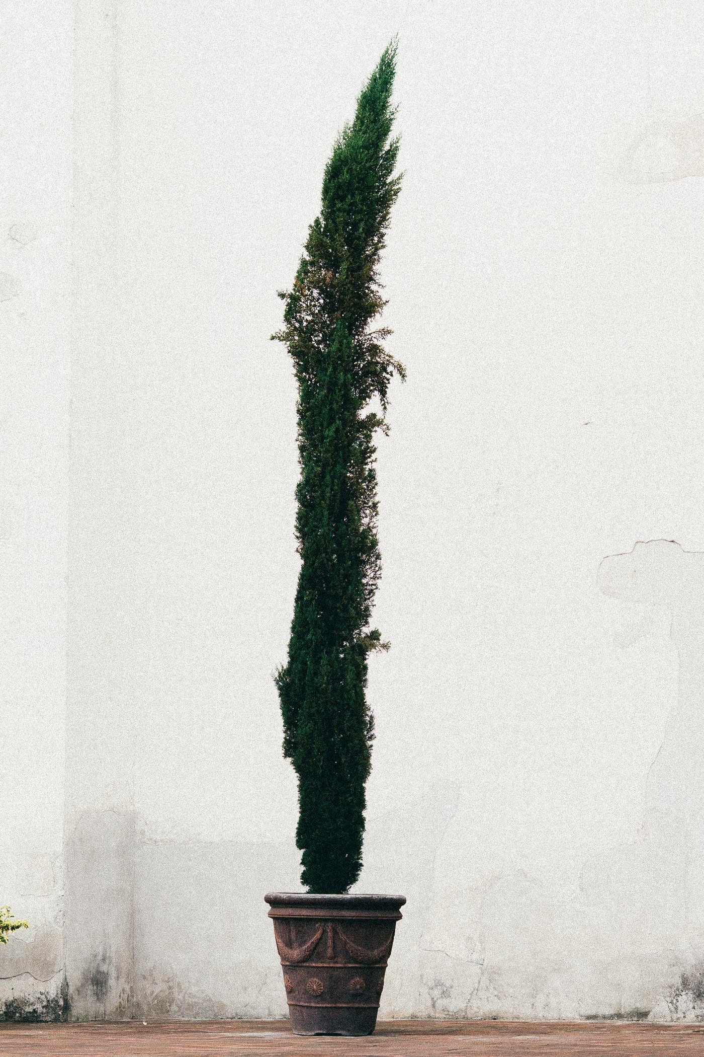 Espaliered Tree in a Tall Pot