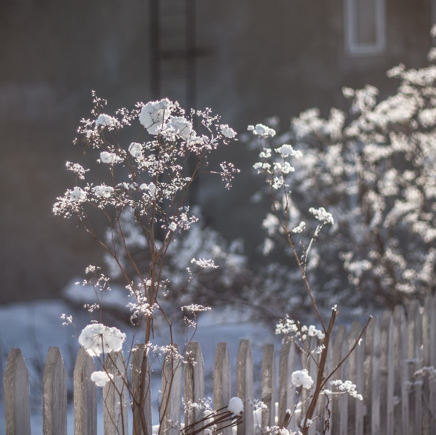Winter Structure: Skip the Flowers