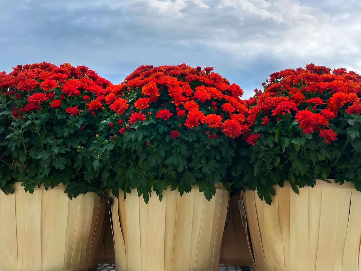 Mums in Copper or Wooden Crates