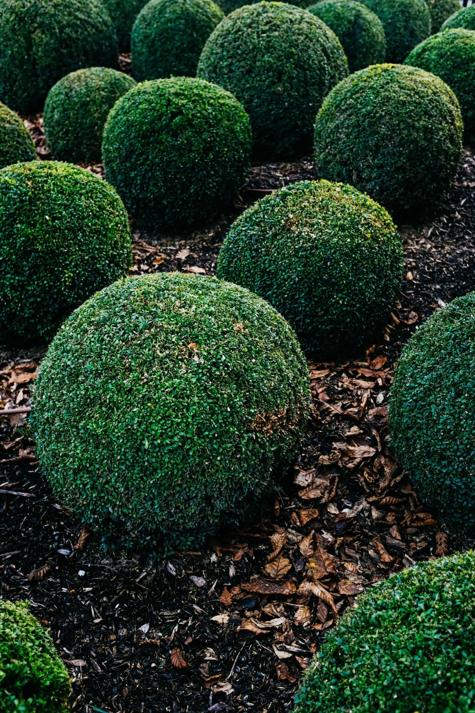 Winter plants for patio pots — boxwood topiary shrubs