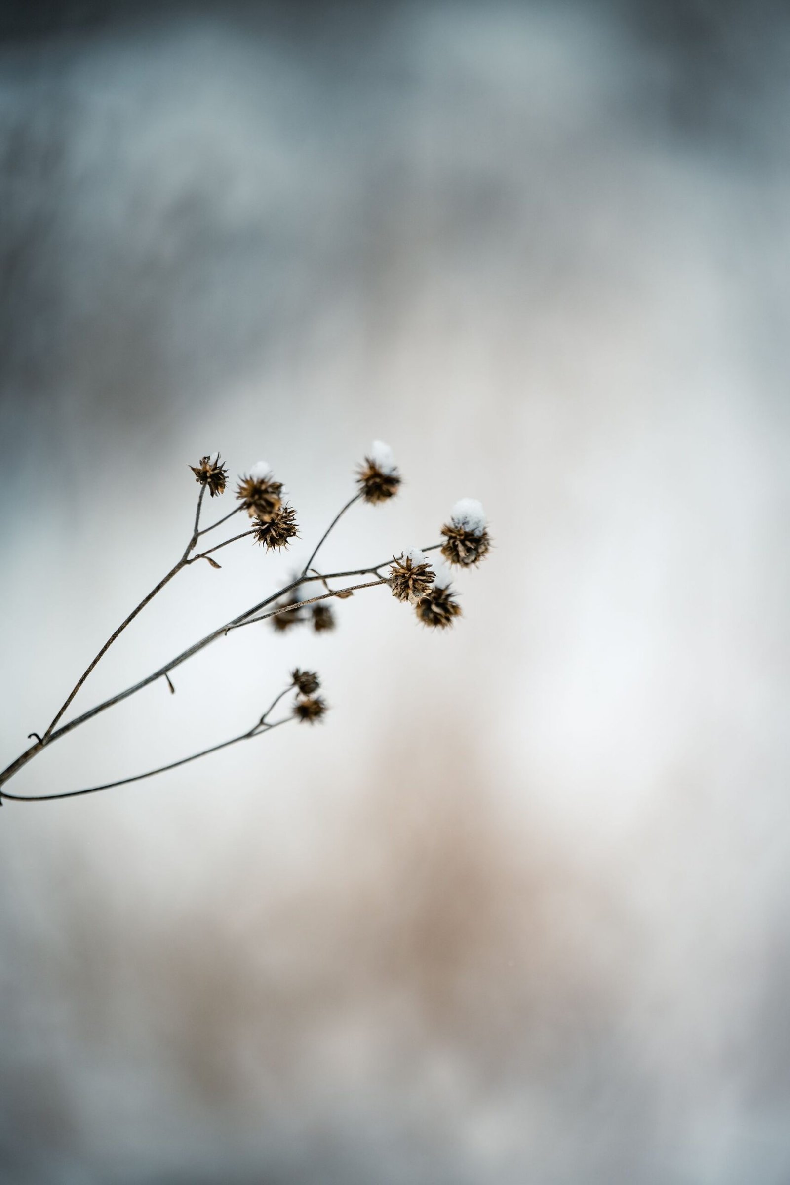 Winter plants for patio pots — evergreen plant in snow
