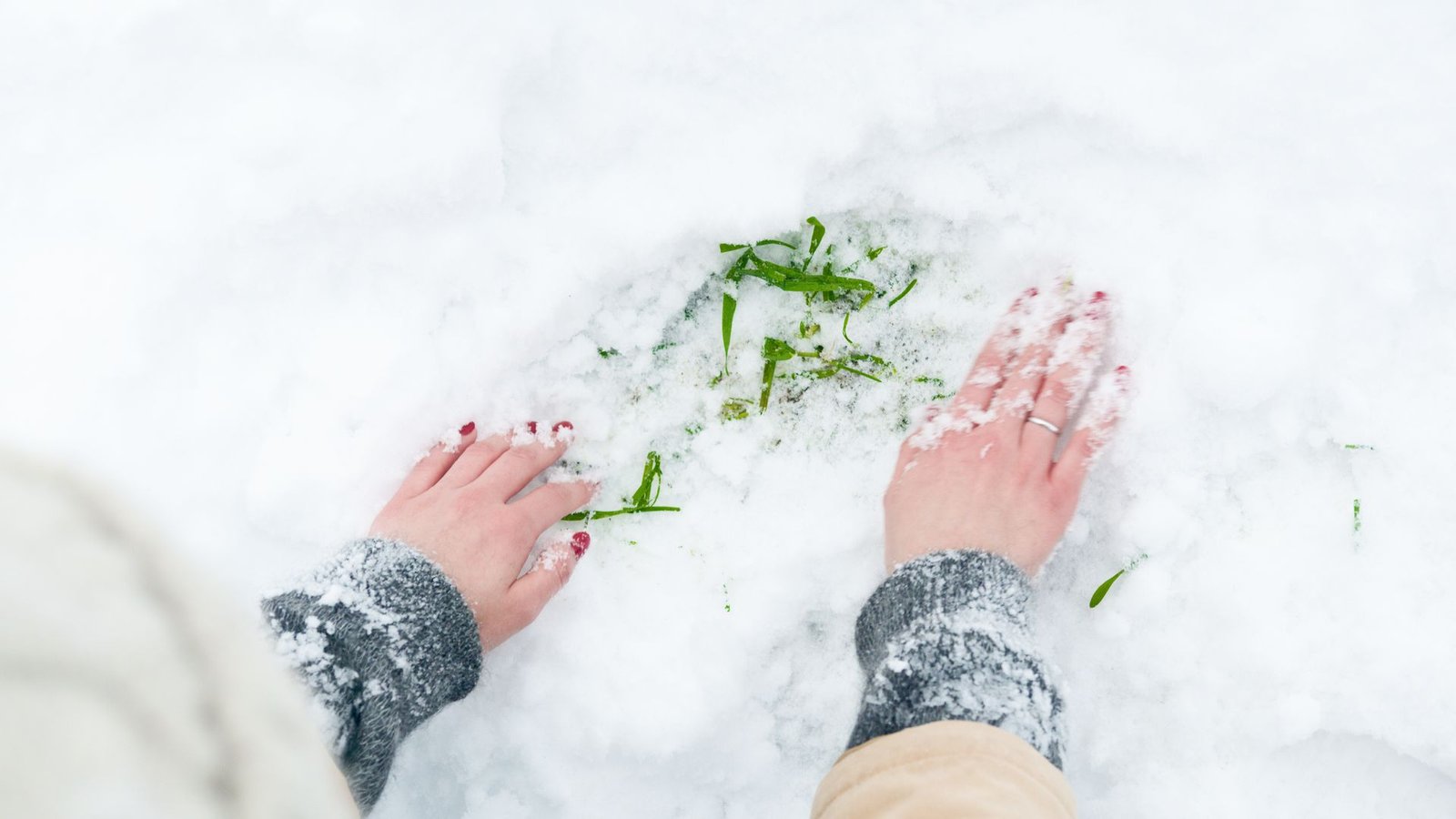 Winter plants for patio pots — frequently asked questions
