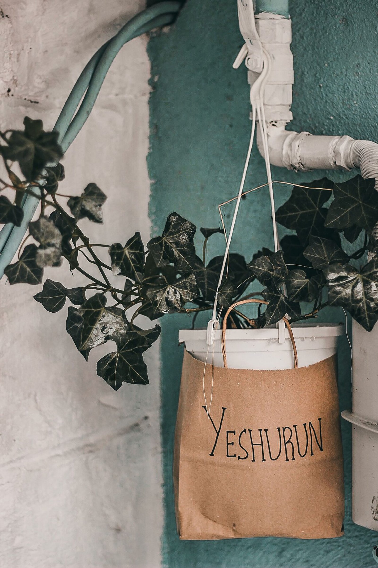 Winter plants for patio pots — protecting pots from frost