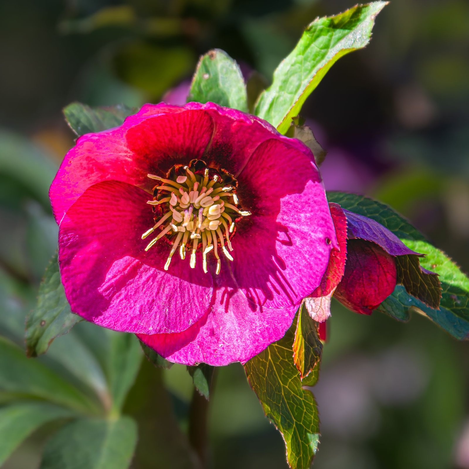 Winter plants for patio pots — pink hellebore flower in bloom