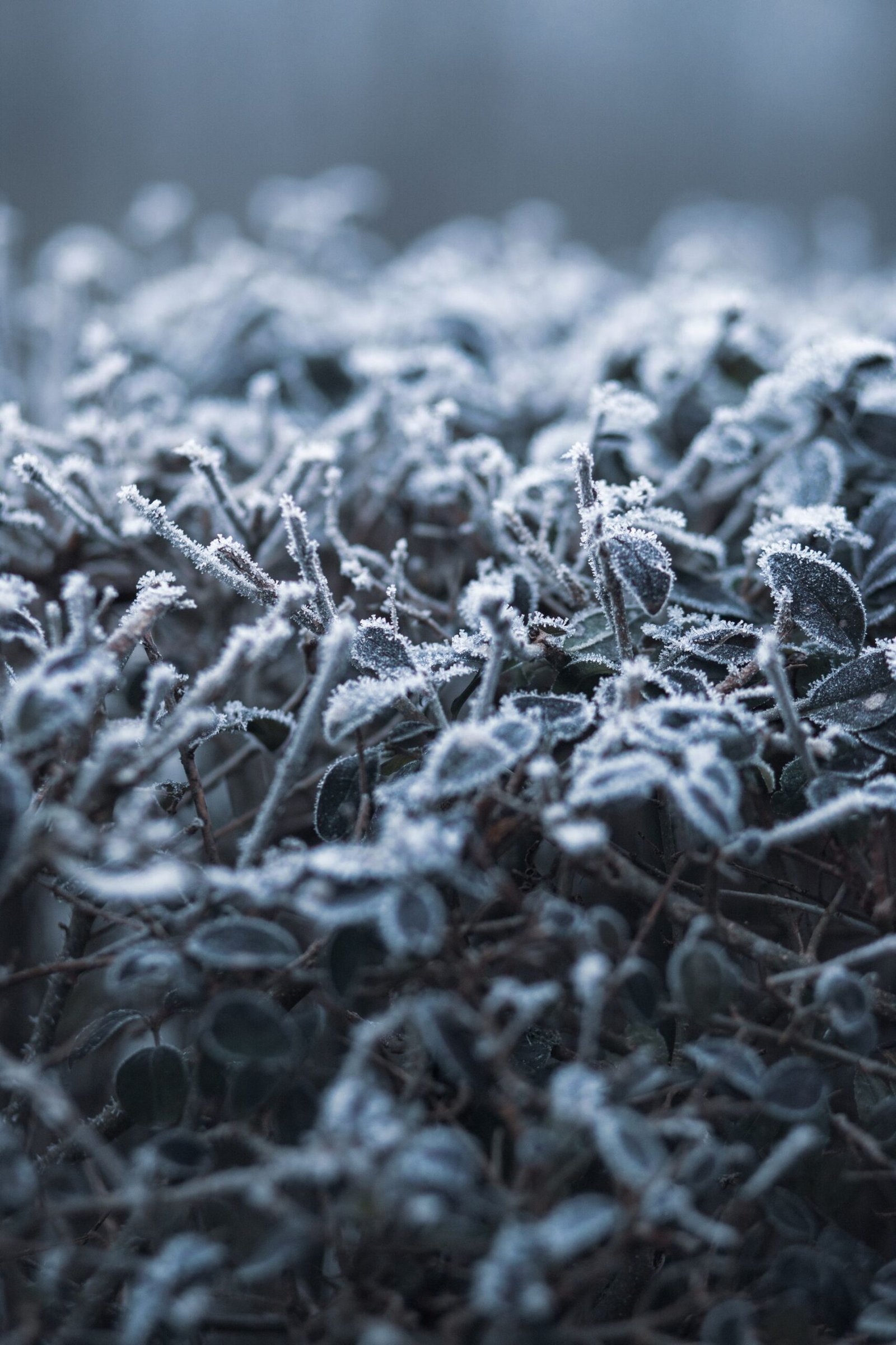 Winter plants for patio pots — frost-covered ornamental grass