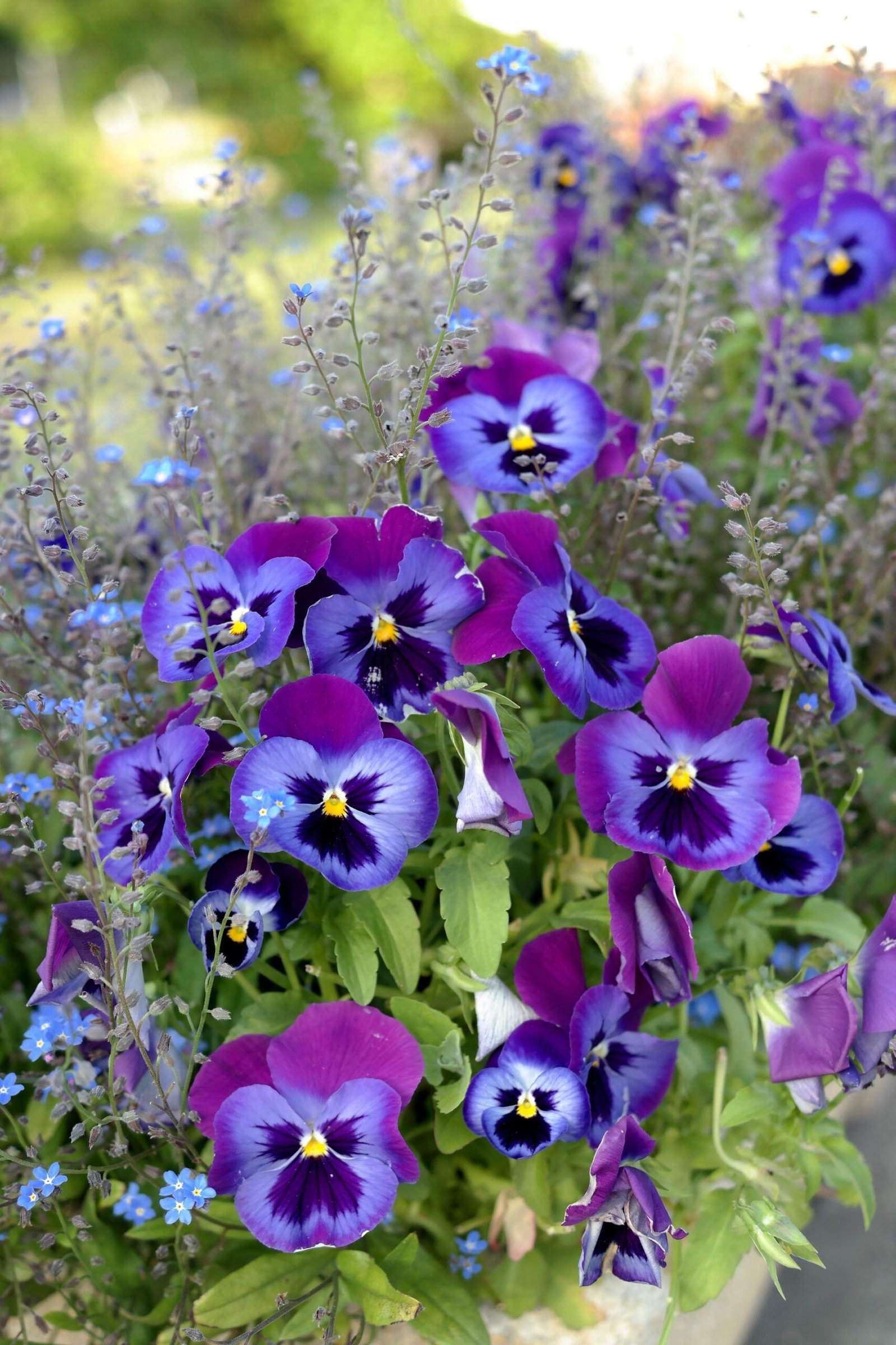 Winter plants for patio pots — purple pansies in bloom